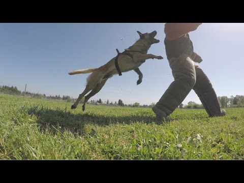 GoPro: Becks the Bomb Rescue Dog – A True Hero - UCqhnX4jA0A5paNd1v-zEysw