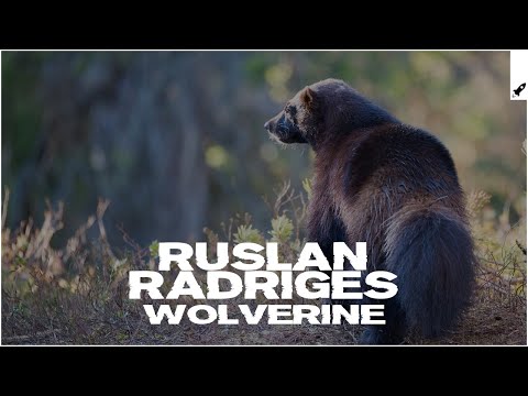 Ruslan Radriges - Wolverine (Extended Mix) [AP] - UC-0tVXD8PHrPf4z4yokCkZg