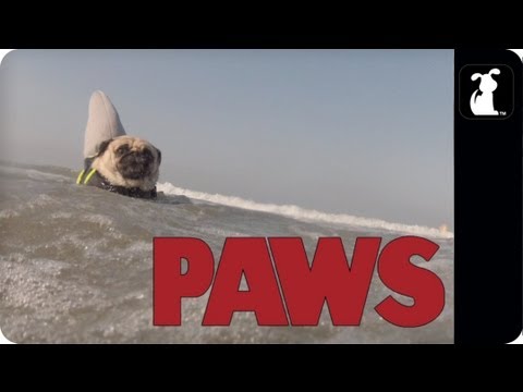 PAWS - The JAWS Parody You Never Knew You Needed, But Definitely Do... - UCPIvT-zcQl2H0vabdXJGcpg