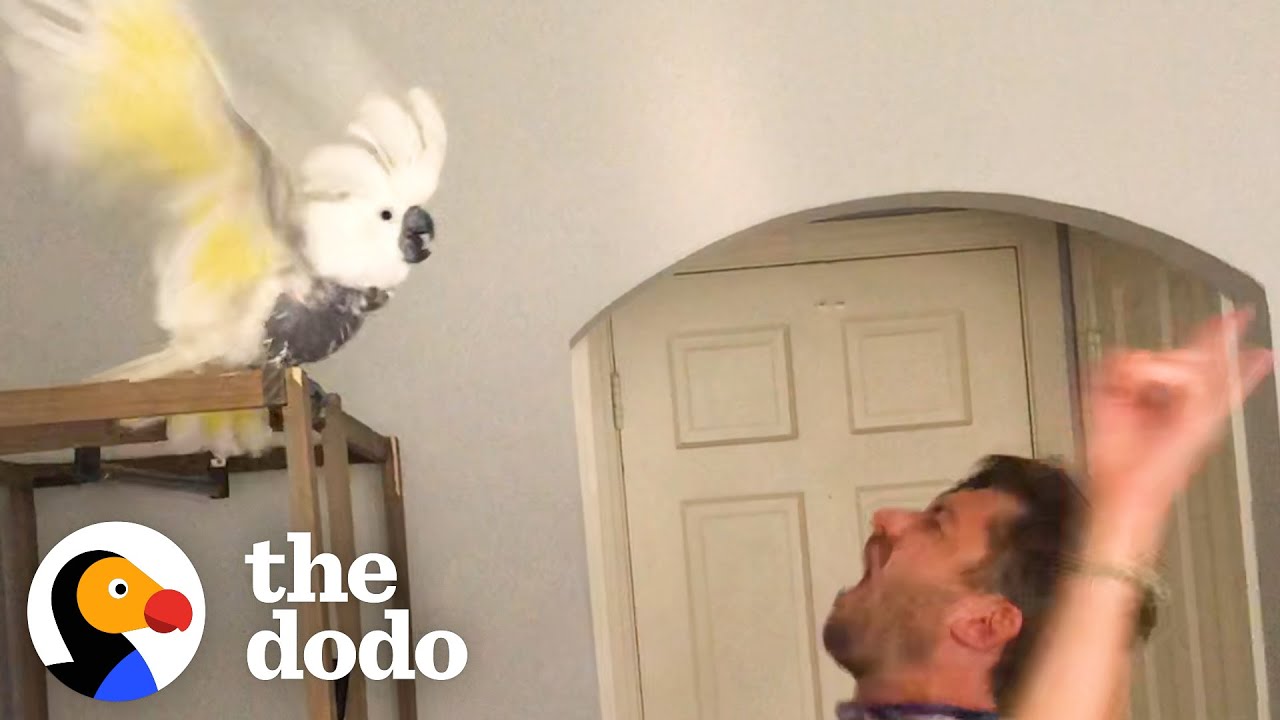 Bird Who Lost Her Owner Loves Dancing With New Dad | The Dodo