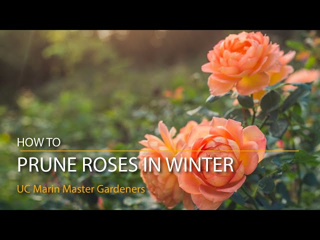 how-to-prune-roses-for-winter-hayfarmguy