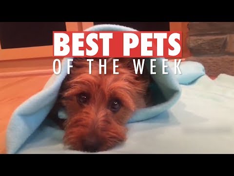 Best Pets of the Week | June 2018 Week 2 - UCPIvT-zcQl2H0vabdXJGcpg