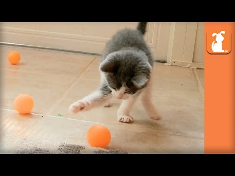 Ridiculous Rescue Kittens Love Ping Pong Balls - Kitten Love - UCPIvT-zcQl2H0vabdXJGcpg