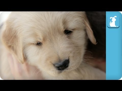 Cuddle With A Golden Retriever Puppy - UCPIvT-zcQl2H0vabdXJGcpg