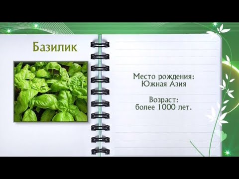 Кулинарная энциклопедия - Базилик - Часть 2 - UC7XBjhXnmmXFsxmnys9PmDQ