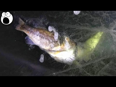 Top 10 Most Mysterious Things Found Frozen & Preserved In Ice - UCkQO3QsgTpNTsOw6ujimT5Q