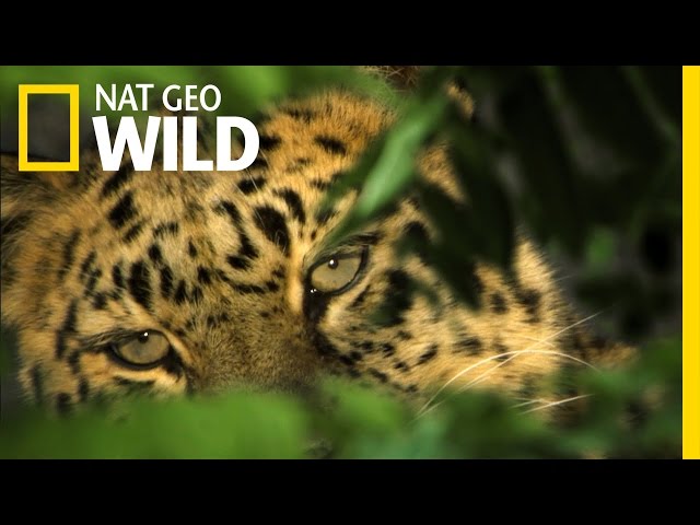 Where Does The Amur Leopard Live? - To Get Ideas