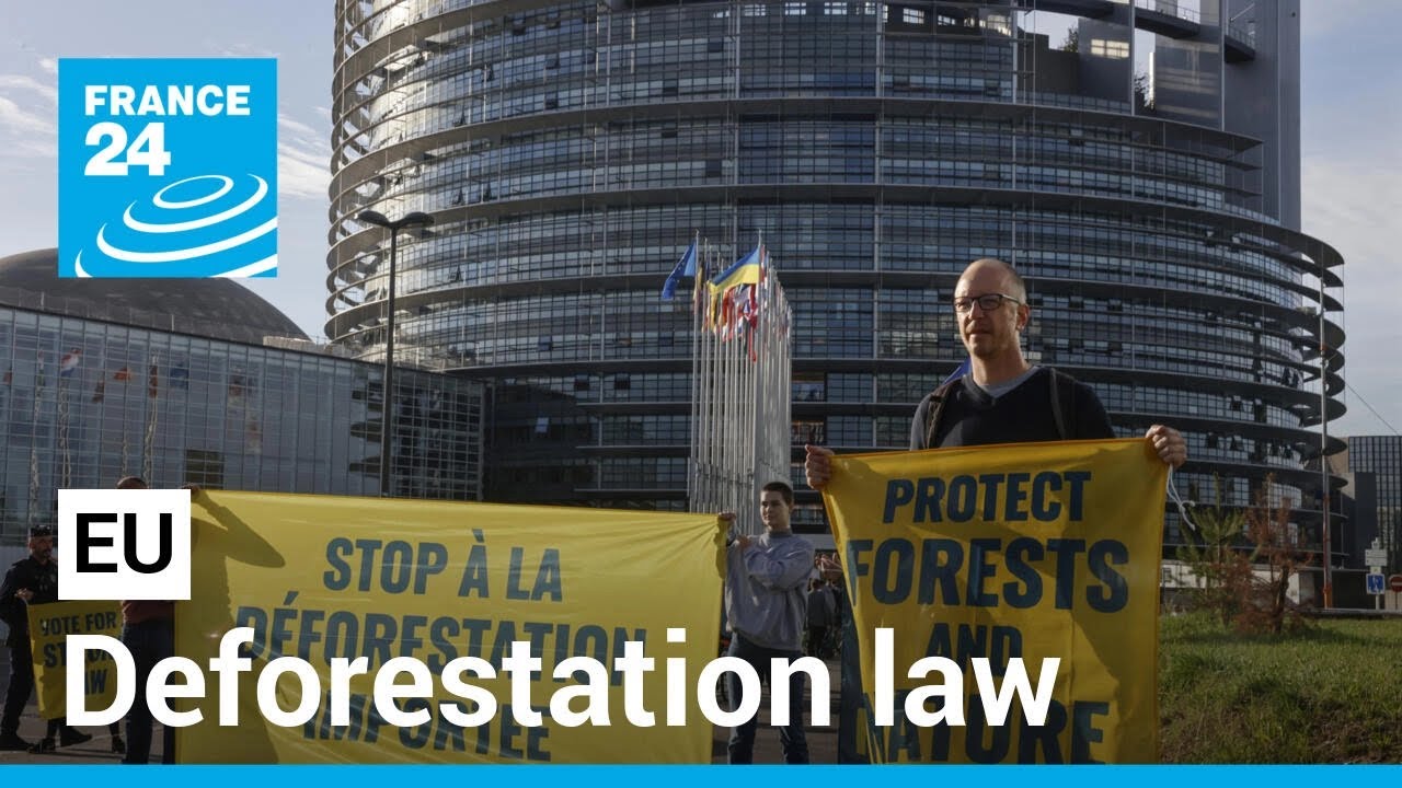 EU agrees to bans imports of products that drive deforestation • FRANCE 24 English