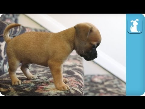 Puppies Don't Understand Stairs - Puppy Love - UCPIvT-zcQl2H0vabdXJGcpg