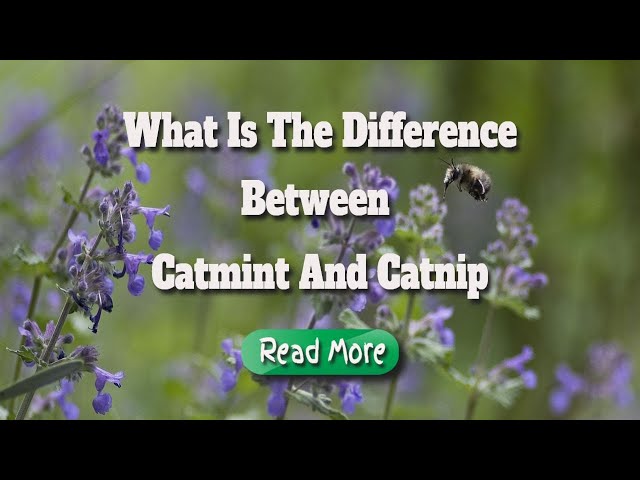 Is Catmint Edible?