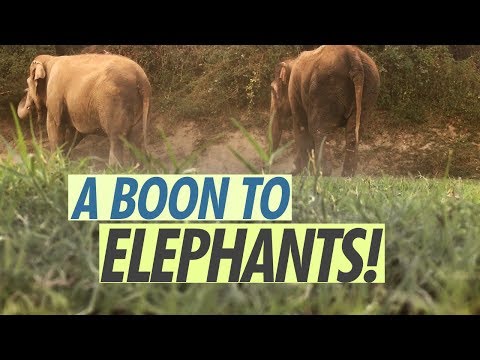 WATCH #Interesting | This Hospital is the Reason to Smile for Indian Elephants #India #Animal #Special