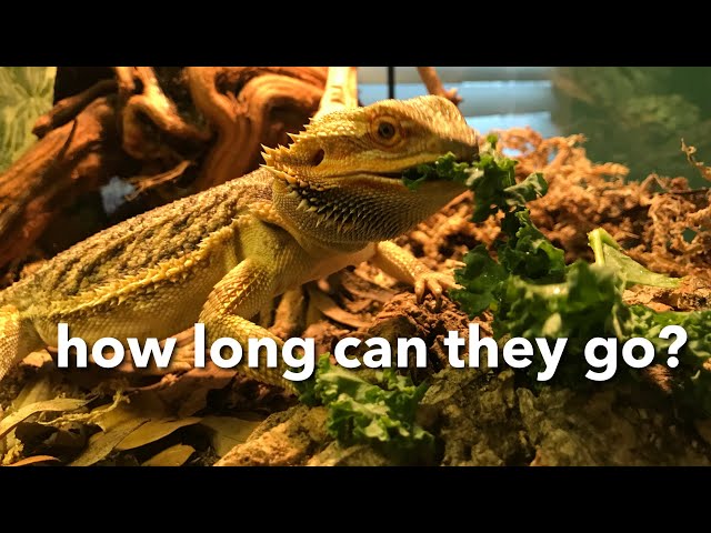 How Long Can a Bearded Dragon Go Without Heat?