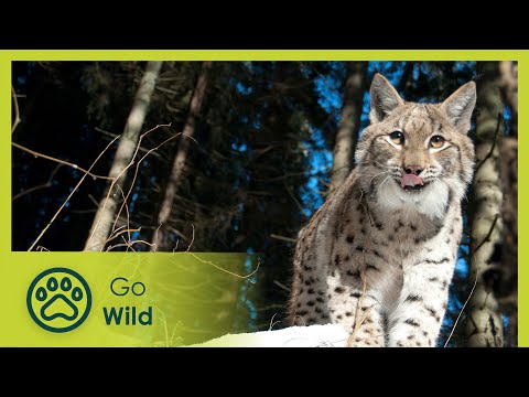 Link with the Lynx - The Secrets of Nature - UCVGTgXC1P--xM480Z6DqyAg