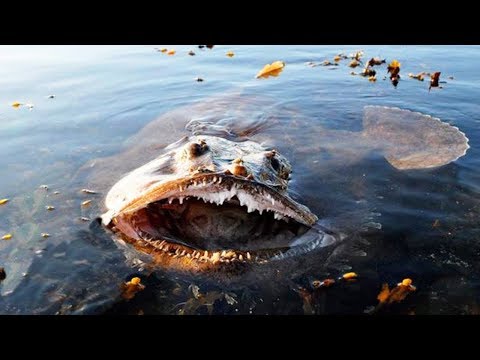 10 MOST DANGEROUS OCEAN CREATURES IN THE WORLD - UCmvqviNx70U0l4ZcvUAXxhA