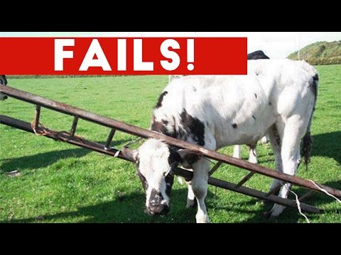 Funniest Animal Fails October 2016 Compilation | Funny Pet Videos - UCYK1TyKyMxyDQU8c6zF8ltg