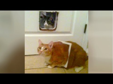 Funny CATS DESTROYING EVERYTHING on their way! - PREPARE to LAUGH SUPER HARD! - UCKy3MG7_If9KlVuvw3rPMfw