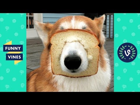 Best ANIMALS FAILS Compilation 2018 - Funny Animal Videos | Funny Vines - UCd07rKJ7Q0pg5ths7Pz8k8Q