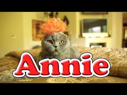 Annie - Tomorrow (Cute Kitten Version) - UCPIvT-zcQl2H0vabdXJGcpg