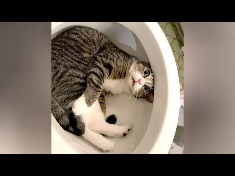 I SWEAR you will CRY WITH LAUGHTER! - Ultra FUNNY PETS & ANIMALS - UCKy3MG7_If9KlVuvw3rPMfw