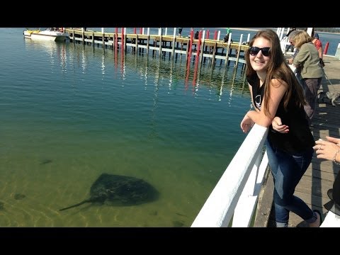 Massive Stingray swimming off the Jetty at Inverloch Victoria - UCIJy-7eGNUaUZkByZF9w0ww