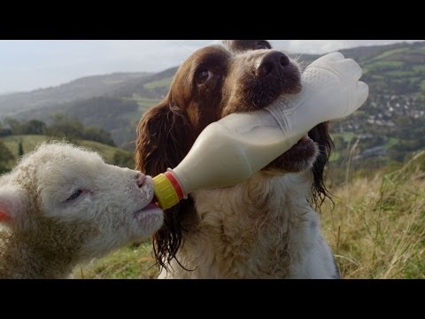 Guide Dogs Are Truly Amazing - Secret Life of Dogs - Earth - UCwmZiChSryoWQCZMIQezgTg