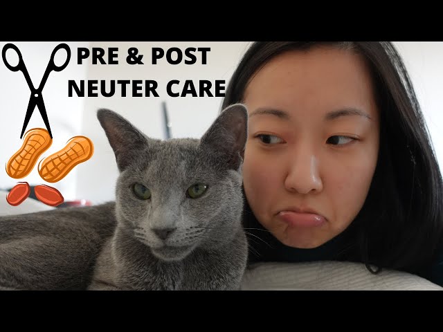 Can Cats Eat Before Getting Spayed? - HayFarmGuy