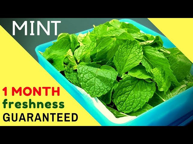 how-to-preserve-mint-leaves-for-long-lasting-flavor-stuffsure