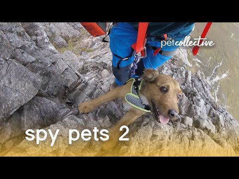 Spy Pets 2 | The Pet Collective - UCPIvT-zcQl2H0vabdXJGcpg