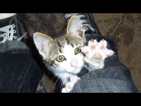 Stray Kitten is Found on Road and Saved by Dogs - Most Unexpected Cat & Dog Friendship - UCqeekxc7CKRYHNV9PVV_HCQ