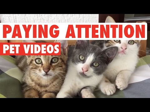 Pets Paying Attention || Funny Pet Compilation - UCPIvT-zcQl2H0vabdXJGcpg