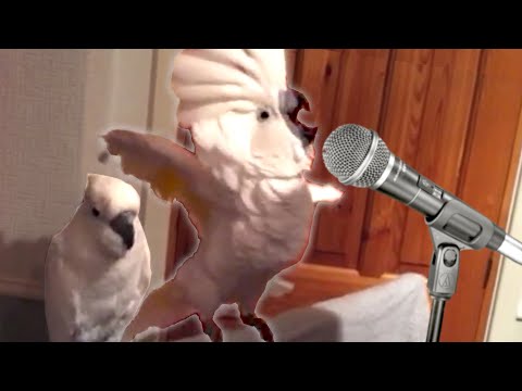 19 Funny Bird Videos || Awesome Compilation - UCPIvT-zcQl2H0vabdXJGcpg