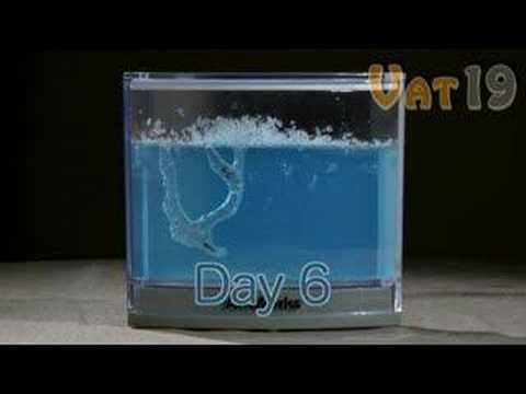 AntWorks Illuminated Ant Farm Gel - UCDRbNGFusqlXX4a5vwi9ouQ