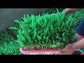 Low Cost Hydrophonic maize grass..