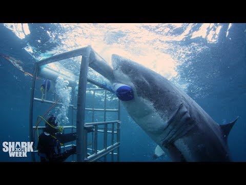 The Boldest Bites | Shark Week's Most Intense Encounters - UCqOoboPm3uhY_YXhvhmL-WA