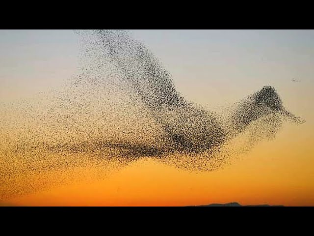 what-does-it-mean-to-dream-about-a-flock-of-birds-stuffsure