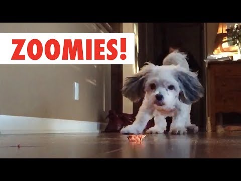 Zoomies! | The Fastest Pet Compilation of the Year - UCPIvT-zcQl2H0vabdXJGcpg
