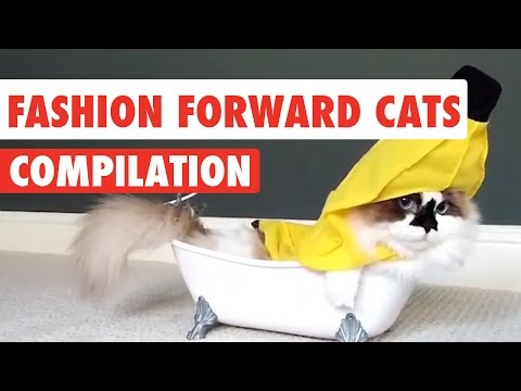 Fashion Forward Cats | Funny Pet Kitten Video Compilation 2017 - UCPIvT-zcQl2H0vabdXJGcpg
