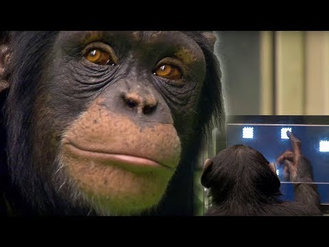 Chimp vs Human! | Memory Test | BBC Earth - UCwmZiChSryoWQCZMIQezgTg