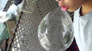 World Record Largest Spit Bubble Youloop