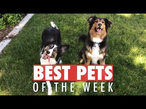 Best Pets of the Week | May 2018 Week 3 - UCPIvT-zcQl2H0vabdXJGcpg