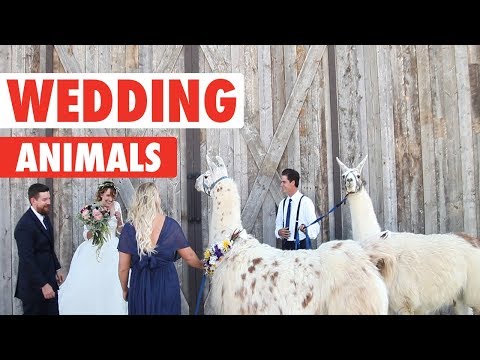 Wedding Pets | Funny Pets Video Compilation - UCPIvT-zcQl2H0vabdXJGcpg