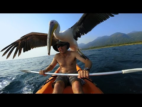 GoPro: Pelican Learns To Fish - UCqhnX4jA0A5paNd1v-zEysw