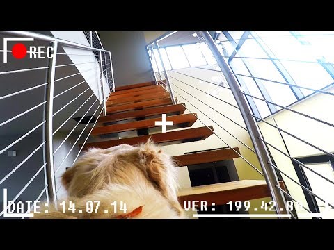 What do dogs do when they're home alone? *GOPRO SPYCAM FOOTAGE* - UC36MGPfPwOWafAXauiV4LdA