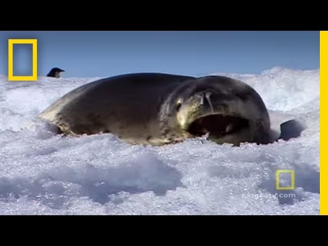 Antarctica | Exploring Oceans - UCpVm7bg6pXKo1Pr6k5kxG9A