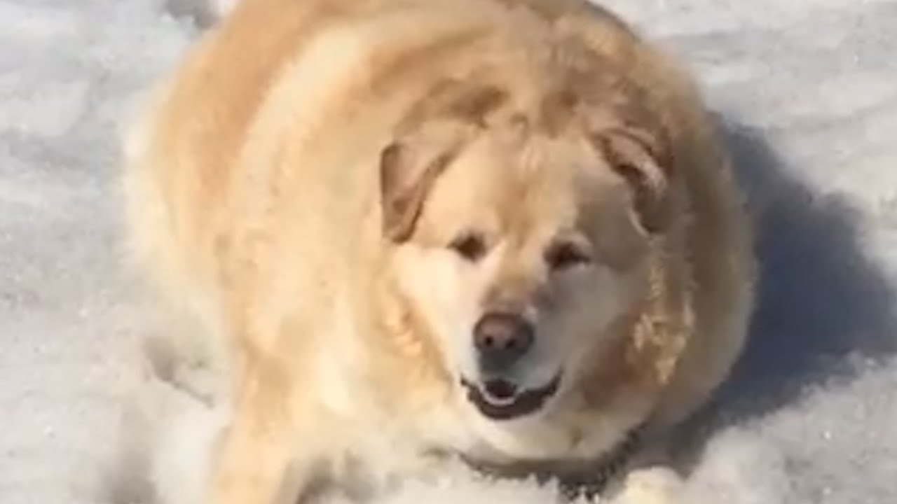 Watch This Golden Lose 100 Pounds | The Dodo
