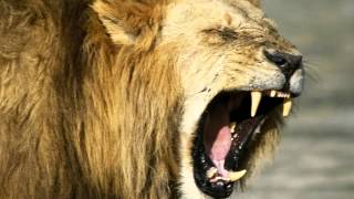 The Roaring Lion - Charles Spurgeon Sermons