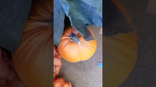 Ce dovleac și-a ales Noel de Halloween? 🎃