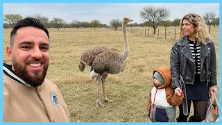 Am fost la o fermă de STRUȚI să mai luăm un OU… (ghiciți de ce?)